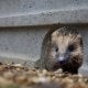 Hedgehog Friendly Concrete Gravel Board