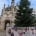 Photo of the 2024 Rotary Christmas Tree at the Market Cross in Chichester sponsored by Knight Fencing Ltd