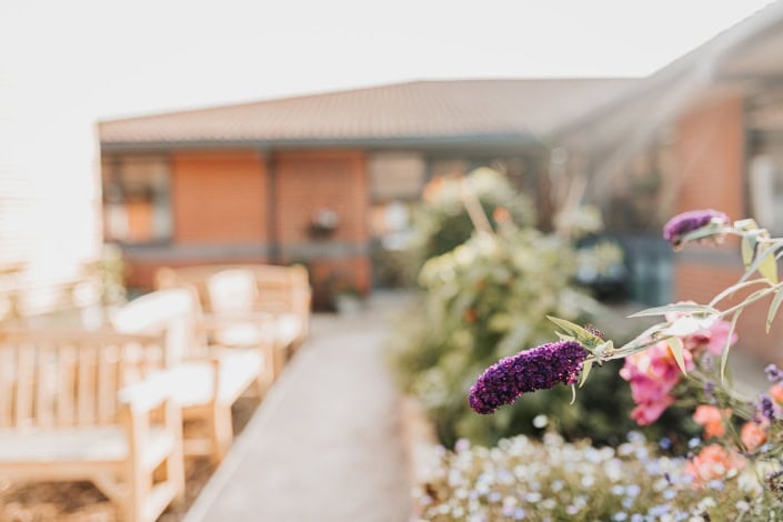 Butterfly bush at Sage House in Tangmere for the dementia support sensory garden.