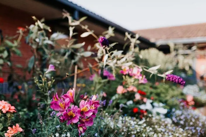 Flowers at Sage House in Tangmere for the dementia support sensory garden.