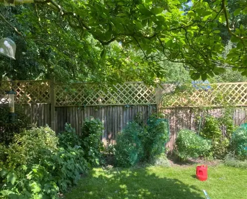 Trellis on fence panel