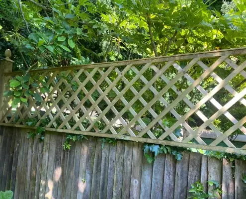 Trellis on fence panel