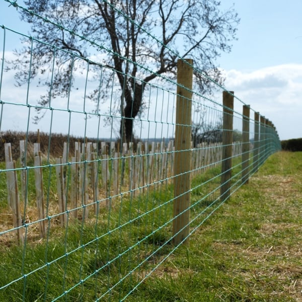 Barbed Wire, Stock Fencing