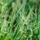 A photo of dandelion plant growing in amongst long green grass