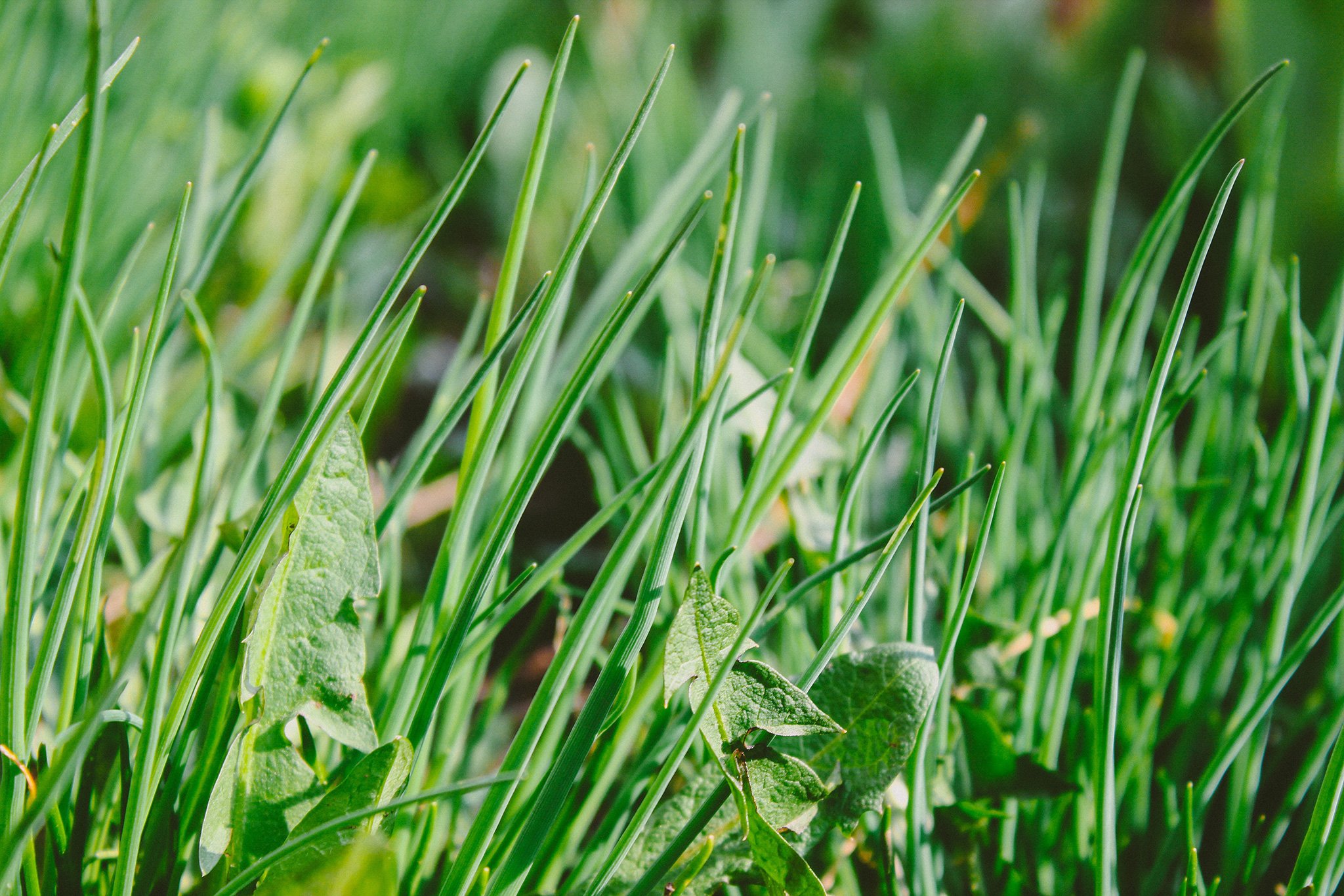 how-to-repair-a-lawn-full-of-weeds-knight-fencing